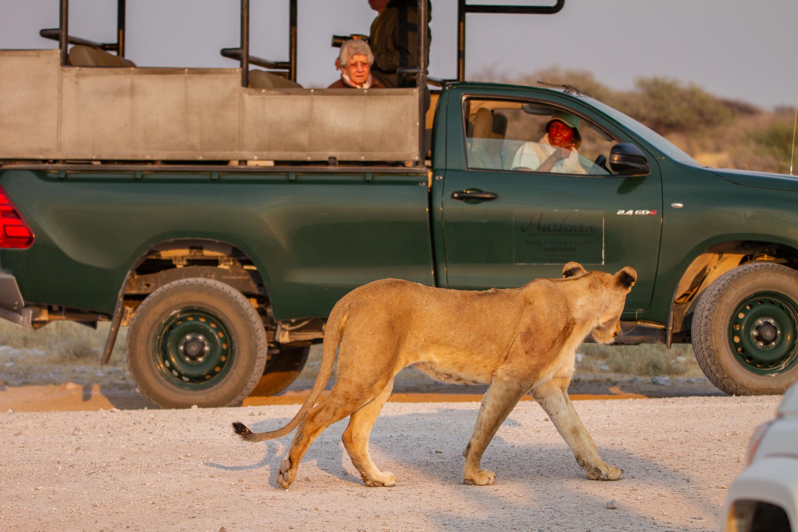 Mushara Game Drive Etosha National Park